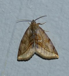 Plagiomimicus ochoa by (c) Wendy McCrady, some rights reserved (CC BY), uploaded by Wendy McCrady. Used under a CC-BY license.