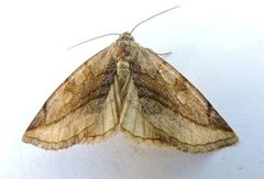 Plagiomimicus ochoa by (c) jimeckert49, some rights reserved (CC BY). Used under a CC-BY license.
