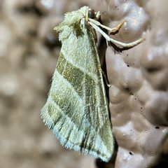 Plagiomimicus tepperi by (c) Sue Carnahan, some rights reserved (CC BY), uploaded by Sue Carnahan. Used under a CC-BY license.