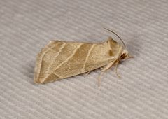 Plagiomimicus tepperi by (c) Laura Gaudette, some rights reserved (CC BY), uploaded by Laura Gaudette. Used under a CC-BY license.