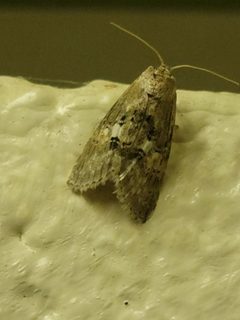 Cephalospargeta elongata by (c) johnyochum, some rights reserved (CC BY), uploaded by johnyochum. Used under a CC-BY license.