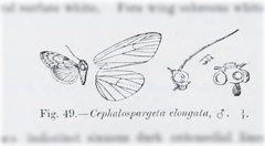 Cephalospargeta elongata by no rights reserved, uploaded by Andreas Manz. Used under a CC0 license.