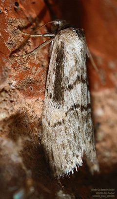 Cephalospargeta elongata by (c) John Rosford, some rights reserved (CC BY), uploaded by John Rosford. Used under a CC-BY license.