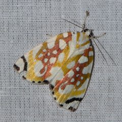 Chloephorinae by (c) Ramnarayan K, some rights reserved (CC BY), uploaded by Ramnarayan K. Used under a CC-BY license.
