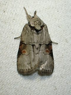 Nycteola cinereana by (c) Louis Imbeau, some rights reserved (CC BY), uploaded by Louis Imbeau. Used under a CC-BY license.