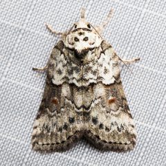 Nycteola columbiana by (c) Ken-ichi Ueda, some rights reserved (CC BY), uploaded by Ken-ichi Ueda. Used under a CC-BY license.