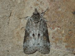 Nycteola metaspilella by (c) John P Friel, some rights reserved (CC BY), uploaded by John P Friel. Used under a CC-BY license.