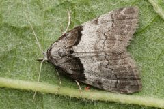 Nolidae by (c) ingridaltmann, some rights reserved (CC BY). Used under a CC-BY license.