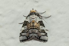 Meganola by (c) dhfischer, some rights reserved (CC BY), uploaded by dhfischer. Used under a CC-BY license.