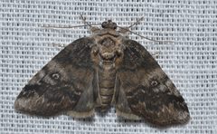 Baileya levitans by (c) Andy Reago & Chrissy McClarren, some rights reserved (CC BY). Used under a CC-BY license.