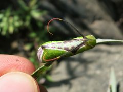Americerura scitiscripta by (c) Evan M. Raskin, some rights reserved (CC BY), uploaded by Evan M. Raskin. Used under a CC-BY license.