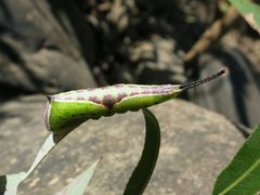 Americerura scitiscripta by (c) Evan M. Raskin, some rights reserved (CC BY), uploaded by Evan M. Raskin. Used under a CC-BY license.