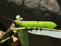 Americerura scitiscripta by (c) Evan M. Raskin, some rights reserved (CC BY), uploaded by Evan M. Raskin. Used under a CC-BY license.