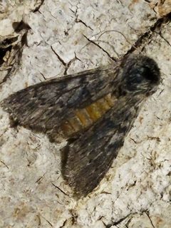 Dicranurinae by (c) SteveM4560, some rights reserved (CC BY), uploaded by SteveM4560. Used under a CC-BY license.