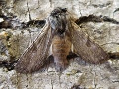 Dicranurinae by (c) SteveM4560, some rights reserved (CC BY), uploaded by SteveM4560. Used under a CC-BY license.