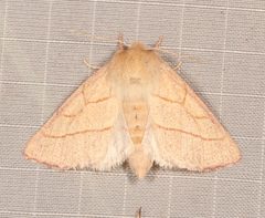 Hyparpax aurostriata by (c) Laura Gaudette, some rights reserved (CC BY), uploaded by Laura Gaudette. Used under a CC-BY license.