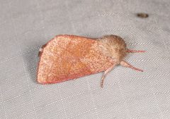 Hyparpax perophoroides by (c) Laura Gaudette, some rights reserved (CC BY), uploaded by Laura Gaudette. Used under a CC-BY license.