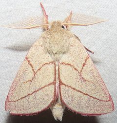 Hyparpax perophoroides by no rights reserved, uploaded by kcthetc1. Used under a CC0 license.