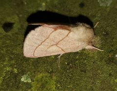 Hyparpax perophoroides by (c) Laura Gaudette, some rights reserved (CC BY), uploaded by Laura Gaudette. Used under a CC-BY license.