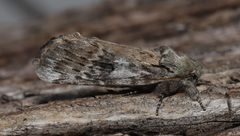 Oedemasia leptinoides by no rights reserved, uploaded by Allan Harris. Used under a CC0 license.