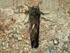 Oedemasia leptinoides by (c) John P Friel, some rights reserved (CC BY), uploaded by John P Friel. Used under a CC-BY license.