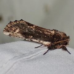 Schizura obligata by (c) Sue Carnahan, some rights reserved (CC BY), uploaded by Sue Carnahan. Used under a CC-BY license.