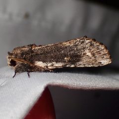 Schizura obligata by (c) Sue Carnahan, some rights reserved (CC BY), uploaded by Sue Carnahan. Used under a CC-BY license.