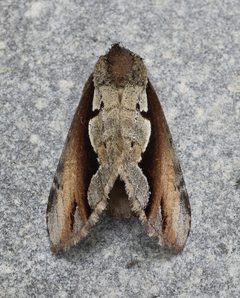 Nerice bidentata by (c) brendanboyd, some rights reserved (CC BY). Used under a CC-BY license.