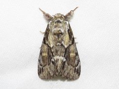 Paraeschra georgica by (c) Dan MacNeal, some rights reserved (CC BY), uploaded by Dan MacNeal. Used under a CC-BY license.
