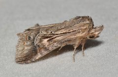 Dasylophia anguina by no rights reserved, uploaded by Chrissy McClarren and Andy Reago. Used under a CC0 license.