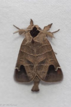 Clostera albosigma by no rights reserved, uploaded by Kent McFarland. Used under a CC0 license.