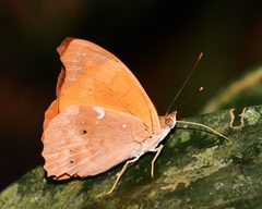 Temenis laothoe by (c) Roger Rittmaster, some rights reserved (CC BY), uploaded by Roger Rittmaster. Used under a CC-BY license.