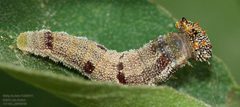 Anaea aidea by (c) John Rosford, some rights reserved (CC BY), uploaded by John Rosford. Used under a CC-BY license.