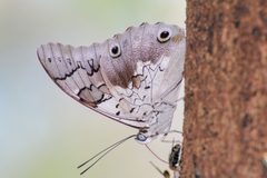 Charaxinae by no rights reserved, uploaded by Alejandro Santillana. Used under a CC0 license.