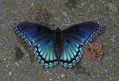 Limenitis by (c) Judy Gallagher, some rights reserved (CC BY). Used under a CC-BY license.