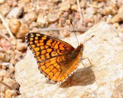 Chlosyne acastus by (c) Roger Rittmaster, some rights reserved (CC BY), uploaded by Roger Rittmaster. Used under a CC-BY license.