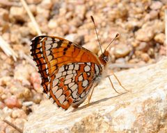 Chlosyne acastus by (c) Roger Rittmaster, some rights reserved (CC BY), uploaded by Roger Rittmaster. Used under a CC-BY license.