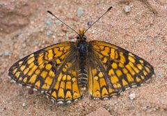 Chlosyne acastus by no rights reserved, uploaded by Robbie Hannawacker. Used under a CC0 license.