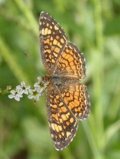 Phyciodes graphica by (c) Nick Block, some rights reserved (CC BY), uploaded by Nick Block. Used under a CC-BY license.