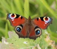 Aglais io by (c) S. Rae, some rights reserved (CC BY). Used under a CC-BY license.