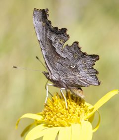 Polygonia gracilis by (c) John Hibbard, some rights reserved (CC BY), uploaded by John Hibbard. Used under a CC-BY license.