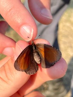 Erebia discoidalis by (c) Owen Strickland, some rights reserved (CC BY), uploaded by Owen Strickland. Used under a CC-BY license.