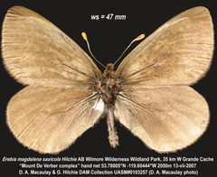 Erebia magdalena by (c) Doug Macaulay, some rights reserved (CC BY), uploaded by Doug Macaulay. Used under a CC-BY license.