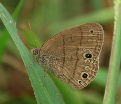 Hermeuptychia sosybius by (c) mayfly1963, some rights reserved (CC BY), uploaded by mayfly1963. Used under a CC-BY license.