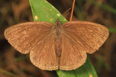Hermeuptychia sosybius by (c) Judy Gallagher, some rights reserved (CC BY). Used under a CC-BY license.