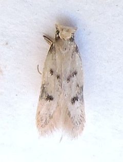 Carolana golmeia by (c) jimeckert49, some rights reserved (CC BY). Used under a CC-BY license.
