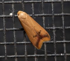 Tachystola hemisema by (c) Nigel Main, some rights reserved (CC BY), uploaded by Nigel Main. Used under a CC-BY license.