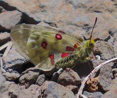 Parnassius clodius by (c) John Hibbard, some rights reserved (CC BY), uploaded by John Hibbard. Used under a CC-BY license.
