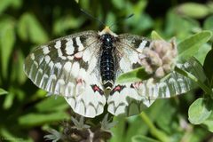 Parnassius clodius by (c) Ken-ichi Ueda, some rights reserved (CC BY), uploaded by Ken-ichi Ueda. Used under a CC-BY license.
