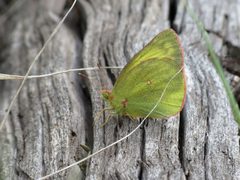 Colias christina by (c) Katja Schulz, some rights reserved (CC BY). Used under a CC-BY license.